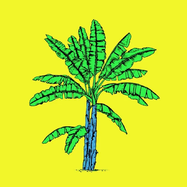 BANANA TREE Botanical board version POP